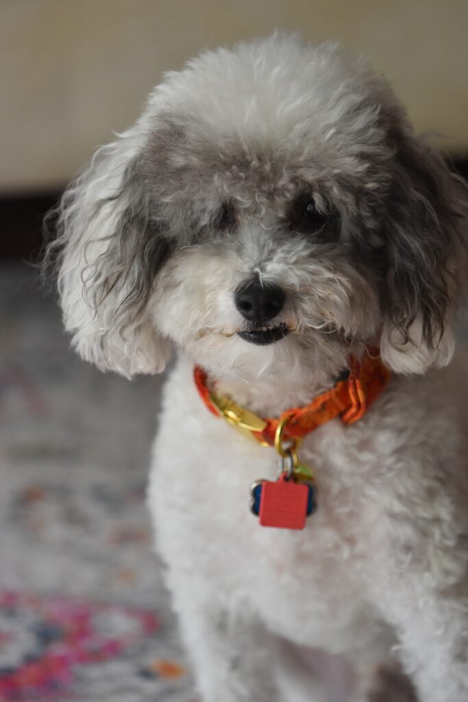 Can Smart Devices Help With Pet Training And Behavior Management? Can Smart Devices Help With Pet Training And Behavior Management?