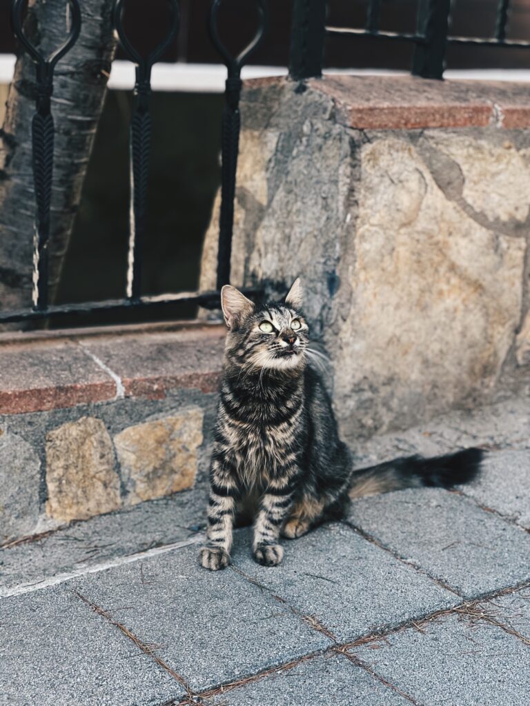 Can Smart Devices Help With Pet Training And Behavior Management? Can Smart Devices Help With Pet Training And Behavior Management?