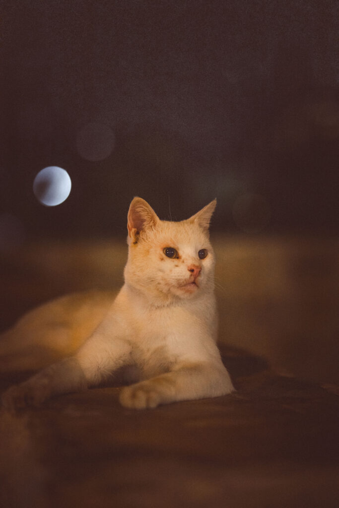 How Can I Use Smart Technology To Enhance My Pets Safety And Security? How Can I Use Smart Technology To Enhance My Pets Safety And Security?