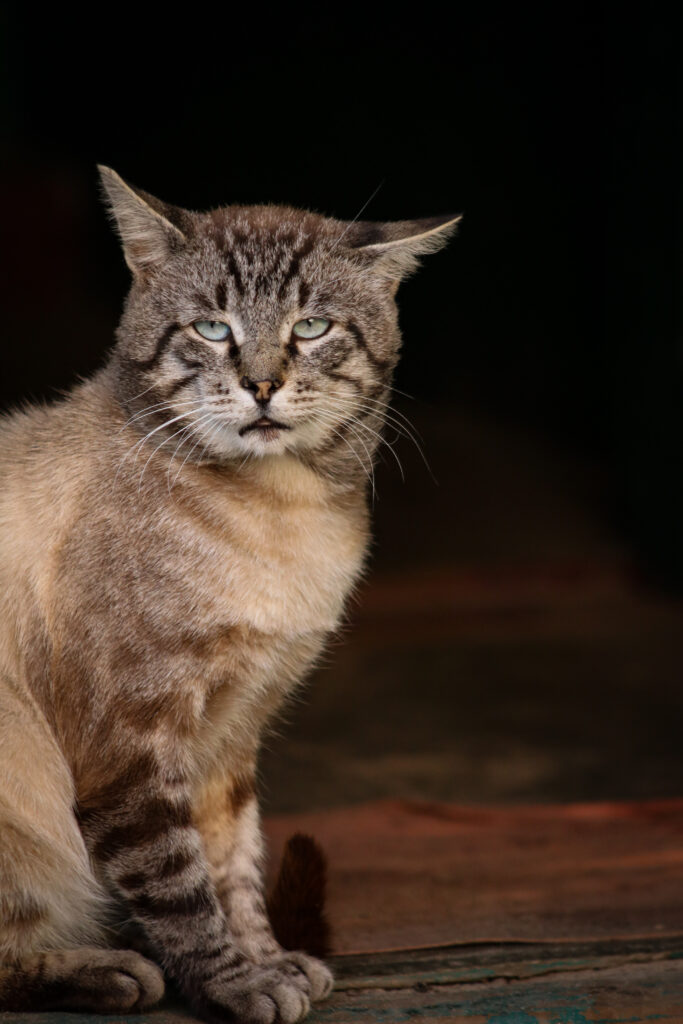 Can I Monitor The Activity Of My Smart Lock Remotely? Can I Monitor The Activity Of My Smart Lock Remotely?