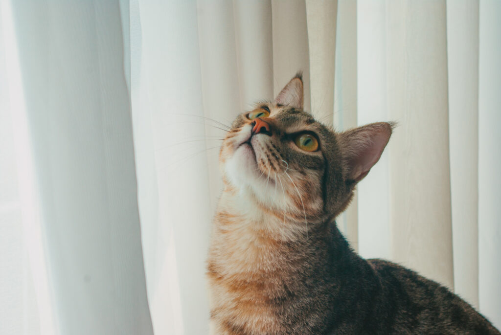 What Are The Latest Trends And Innovations In Smart Pet Technology?