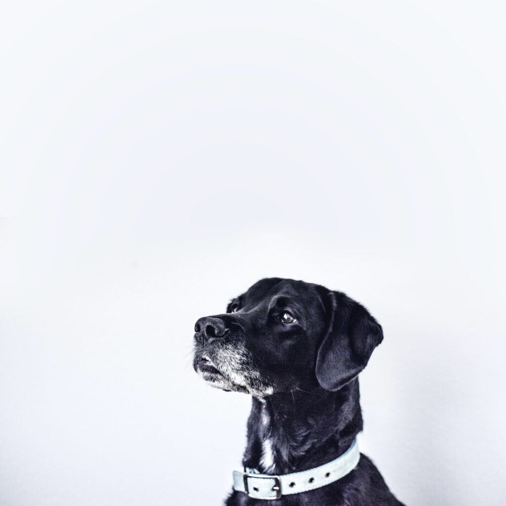 What Are The Privacy Considerations When Using Smart Devices For Pets? What Are The Privacy Considerations When Using Smart Devices For Pets?