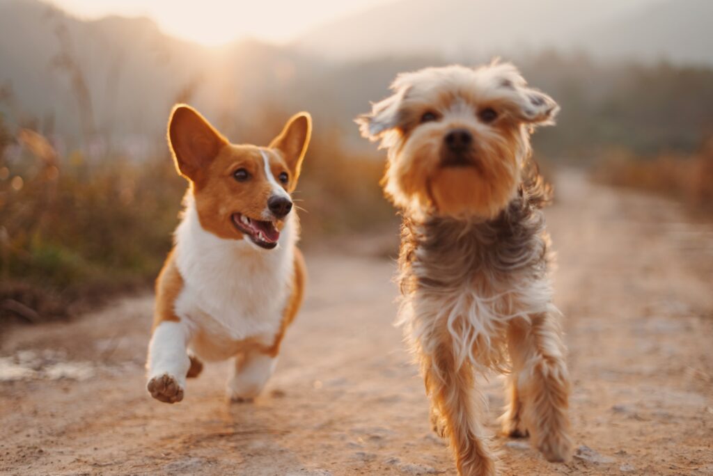 What Are The Privacy Considerations When Using Smart Devices For Pets? What Are The Privacy Considerations When Using Smart Devices For Pets?