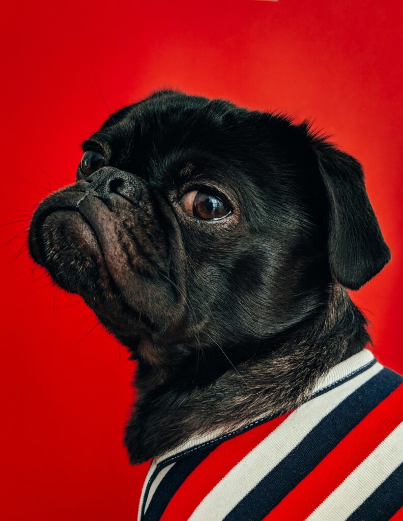 What Are The Privacy Considerations When Using Smart Devices For Pets? What Are The Privacy Considerations When Using Smart Devices For Pets?